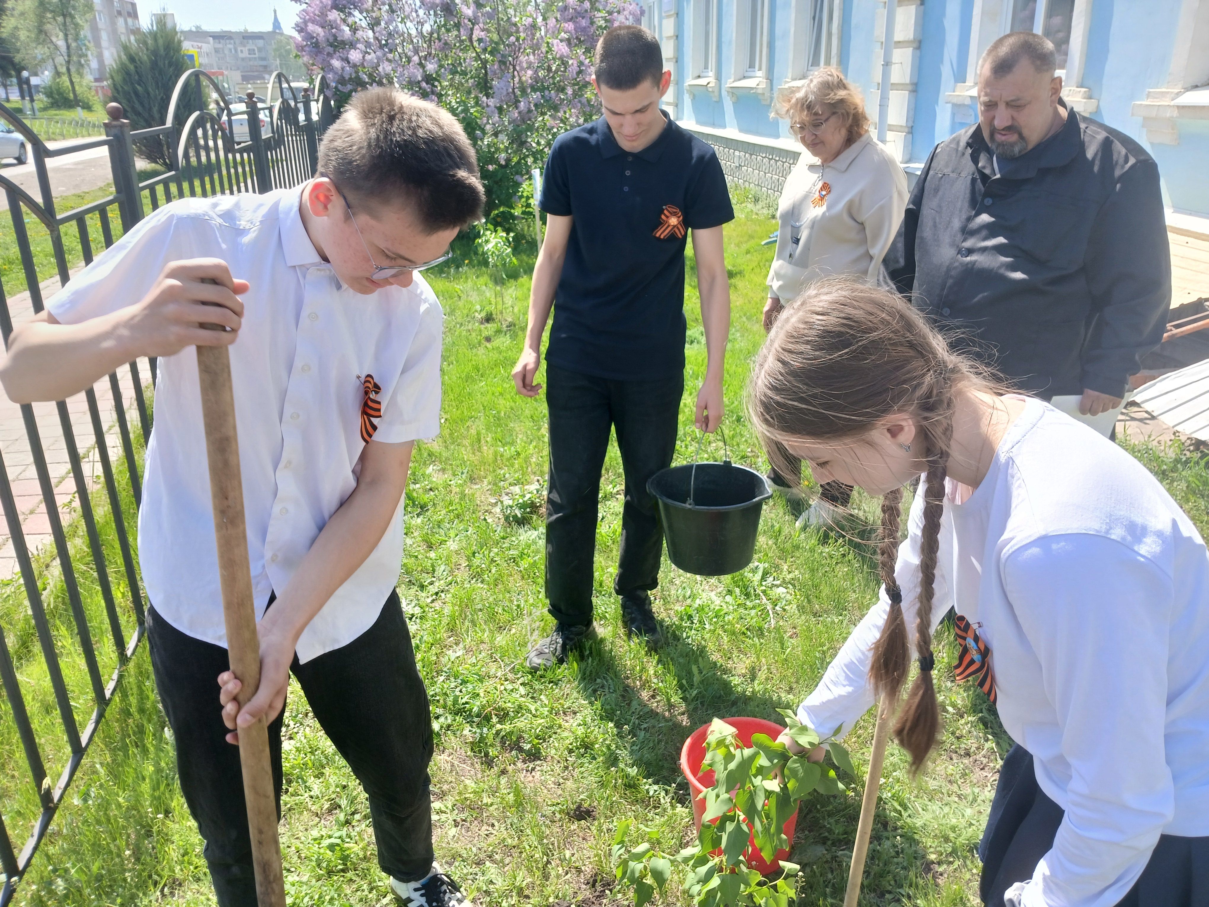 Сирень Победы.